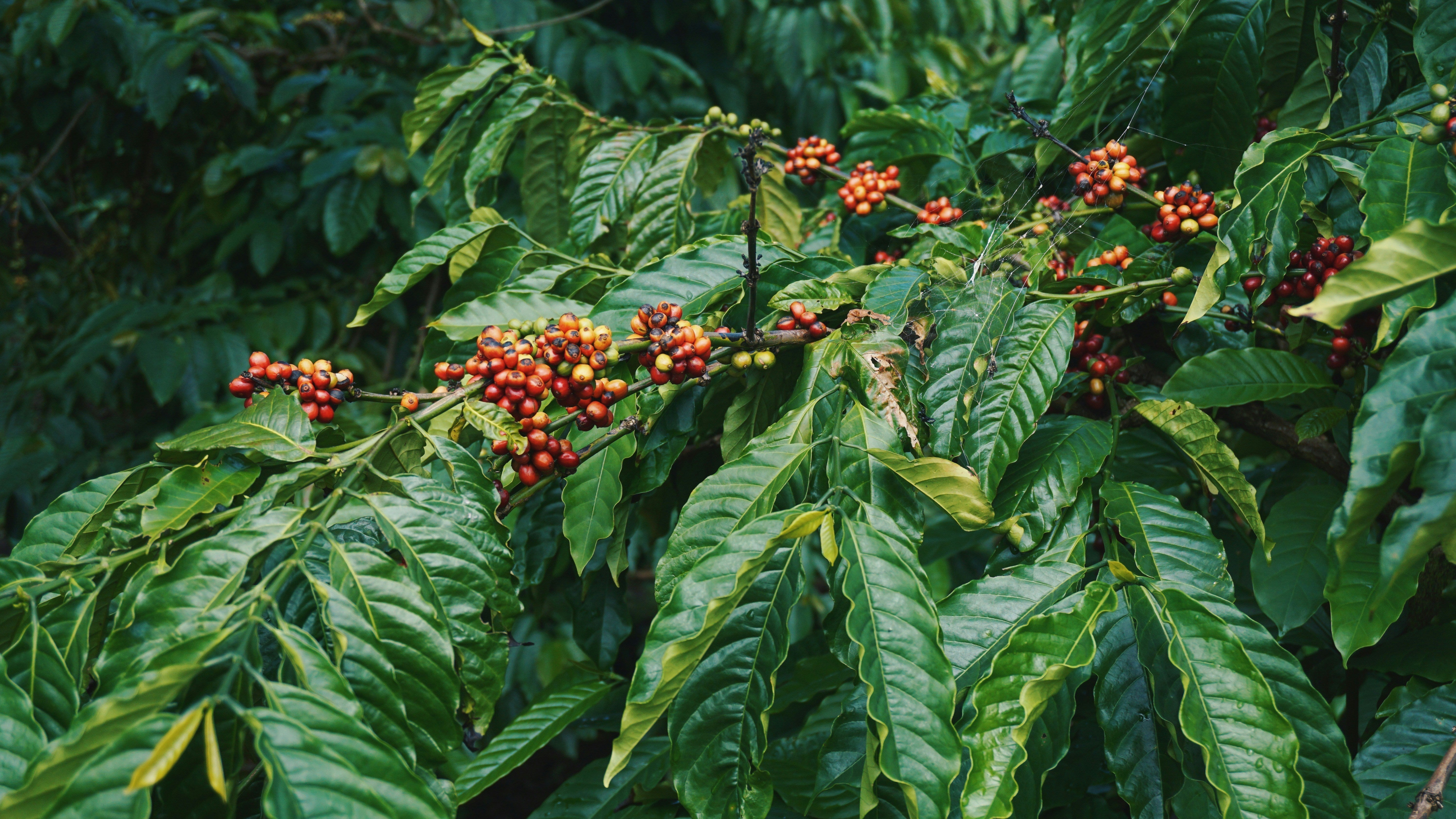 What Does “New Crop Coffee” Really Mean?